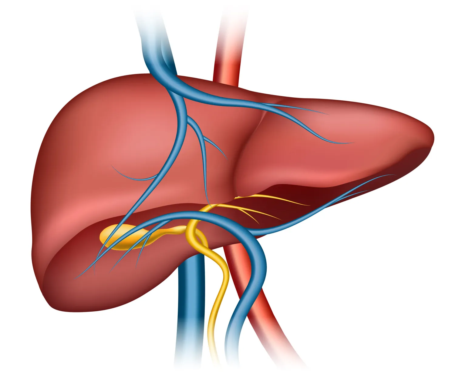 Stages Of Alcoholic Liver Disease And How it’s Treated - Blog Image