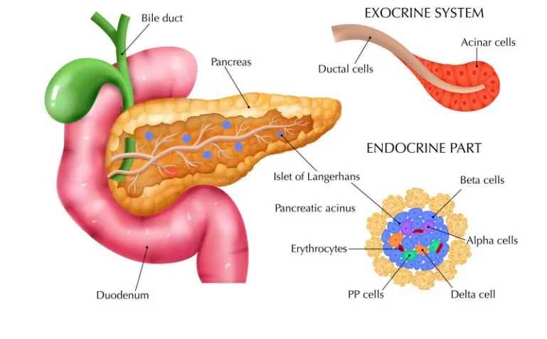 The Vital Role of the Pancreas: Functions, Disorders & When to See a Gastroenterologist - Blog Image